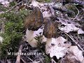 Morchella semilibera-amf1298